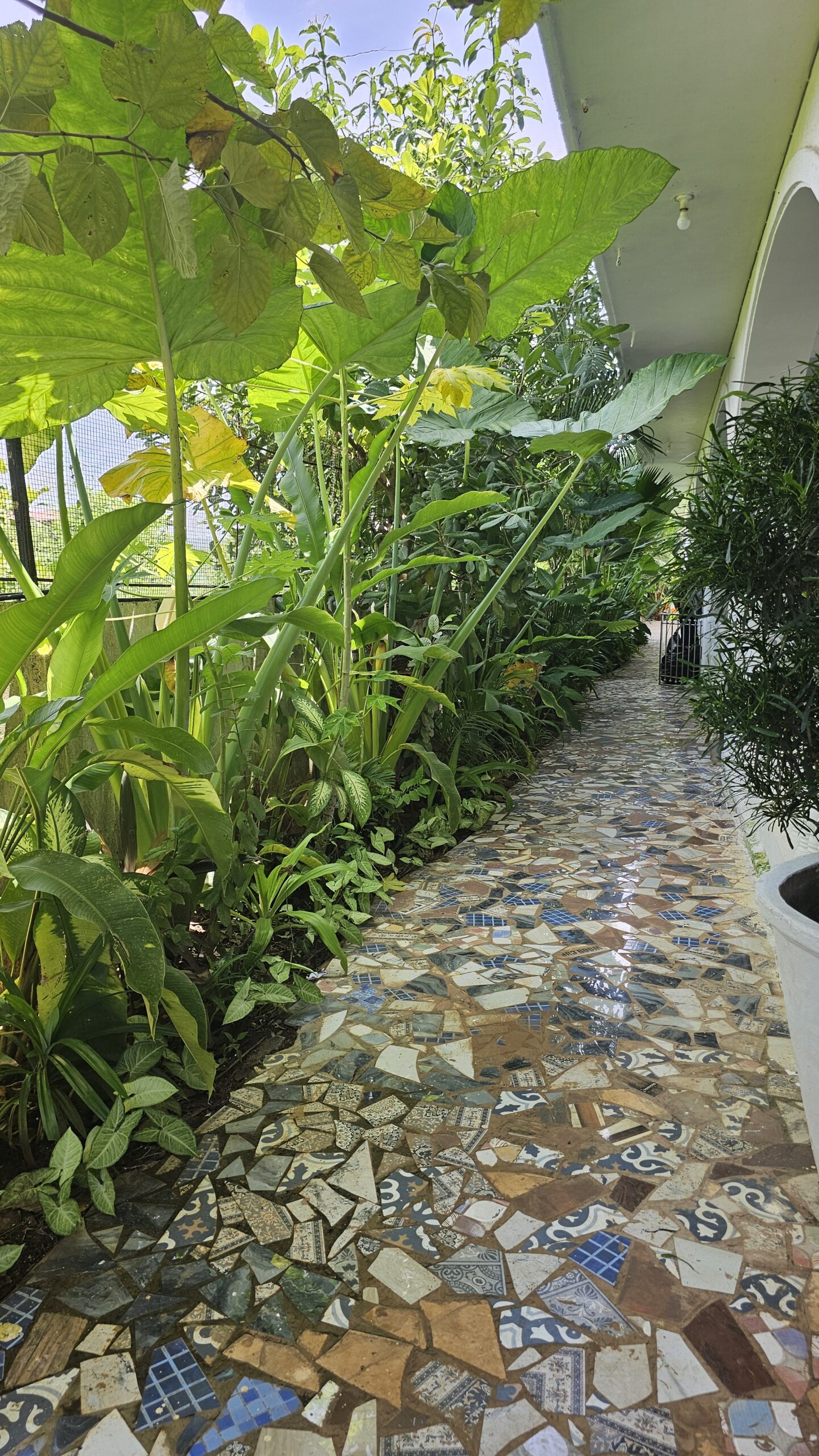 Lush garden walkway